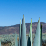 Proyecto AUSJAL: Tradición y Sustentabilidad